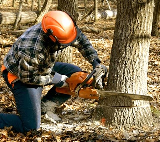Tree Removal in Vienna, WV